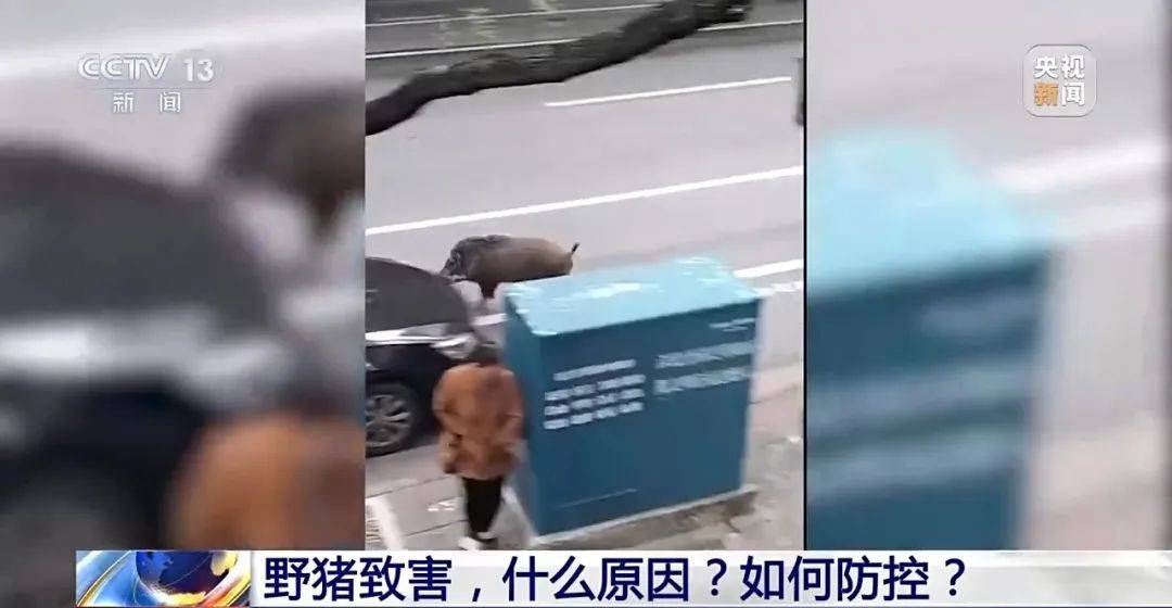 列车撞上野猪,机械师查看被撞身亡!多地野猪“下山进城”,怎么防?