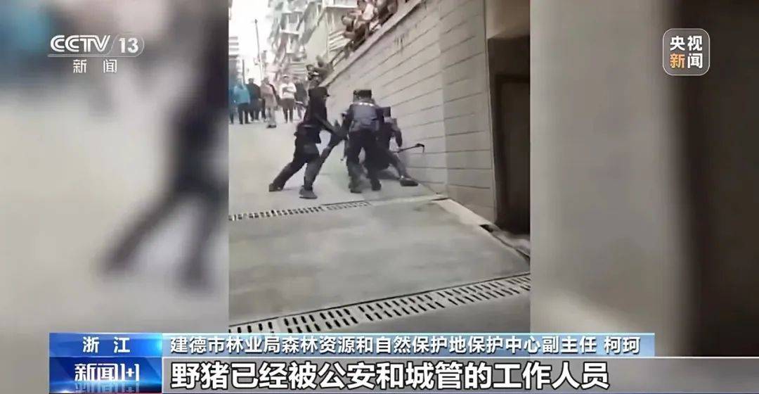 列车撞上野猪,机械师查看被撞身亡!多地野猪“下山进城”,怎么防?