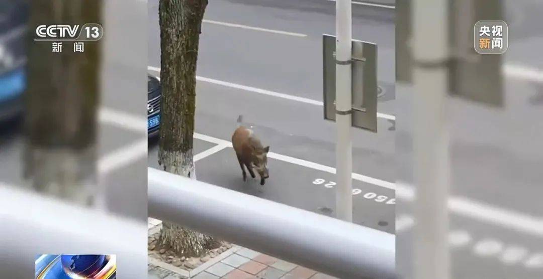 列车撞上野猪,机械师查看被撞身亡!多地野猪“下山进城”,怎么防?