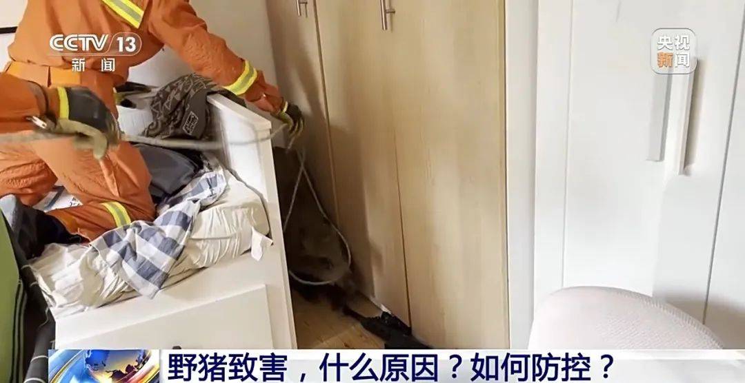 列车撞上野猪,机械师查看被撞身亡!多地野猪“下山进城”,怎么防?