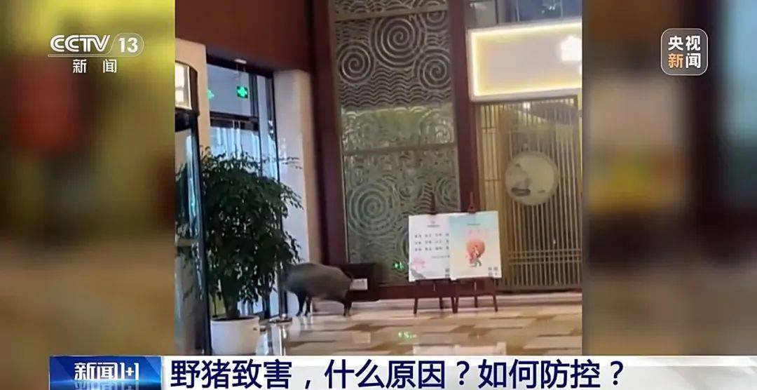 列车撞上野猪,机械师查看被撞身亡!多地野猪“下山进城”,怎么防?