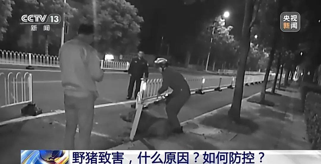 列车撞上野猪,机械师查看被撞身亡!多地野猪“下山进城”,怎么防?