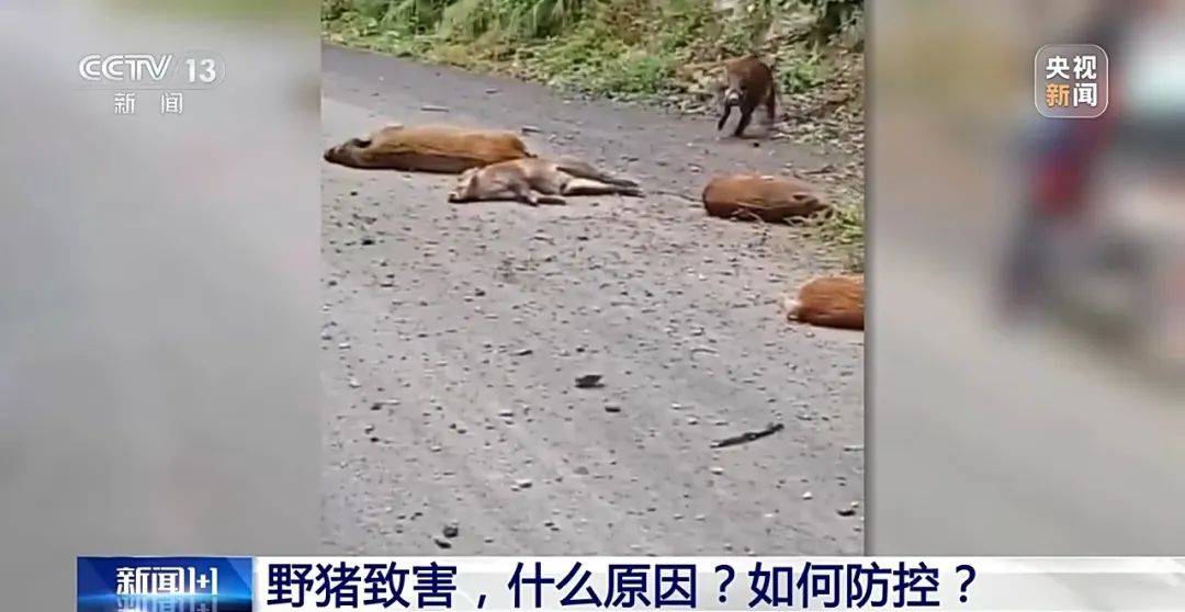 列车撞上野猪,机械师查看被撞身亡!多地野猪“下山进城”,怎么防?
