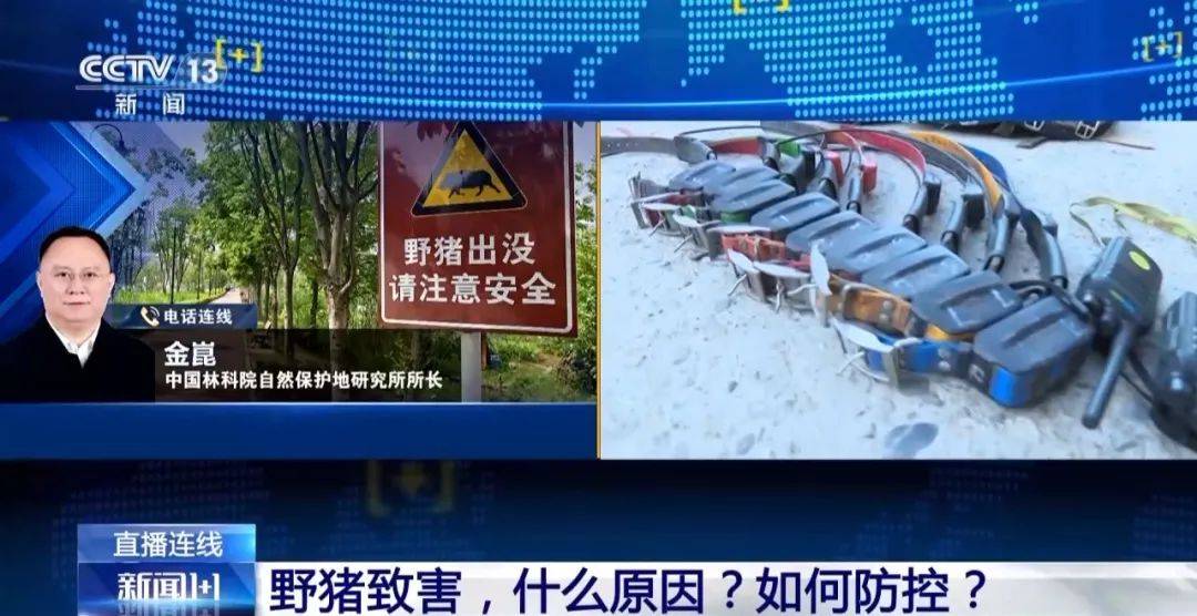 列车撞上野猪,机械师查看被撞身亡!多地野猪“下山进城”,怎么防?