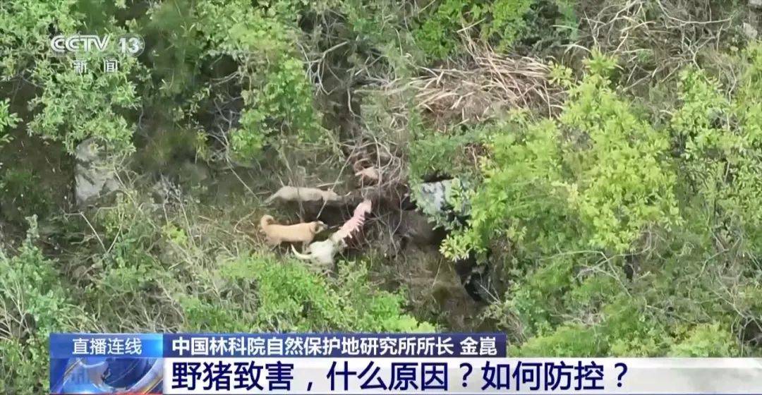 列车撞上野猪,机械师查看被撞身亡!多地野猪“下山进城”,怎么防?