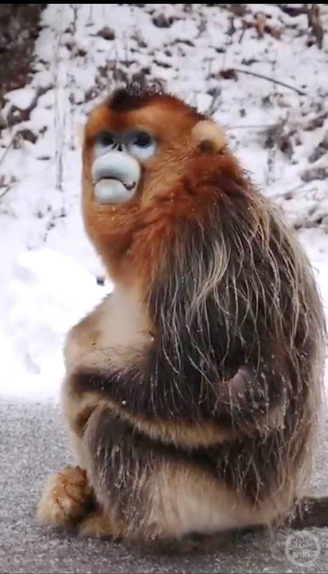 神农架受伤金丝猴蹲路边向人类求助?救护站:已救治,基本恢复健康