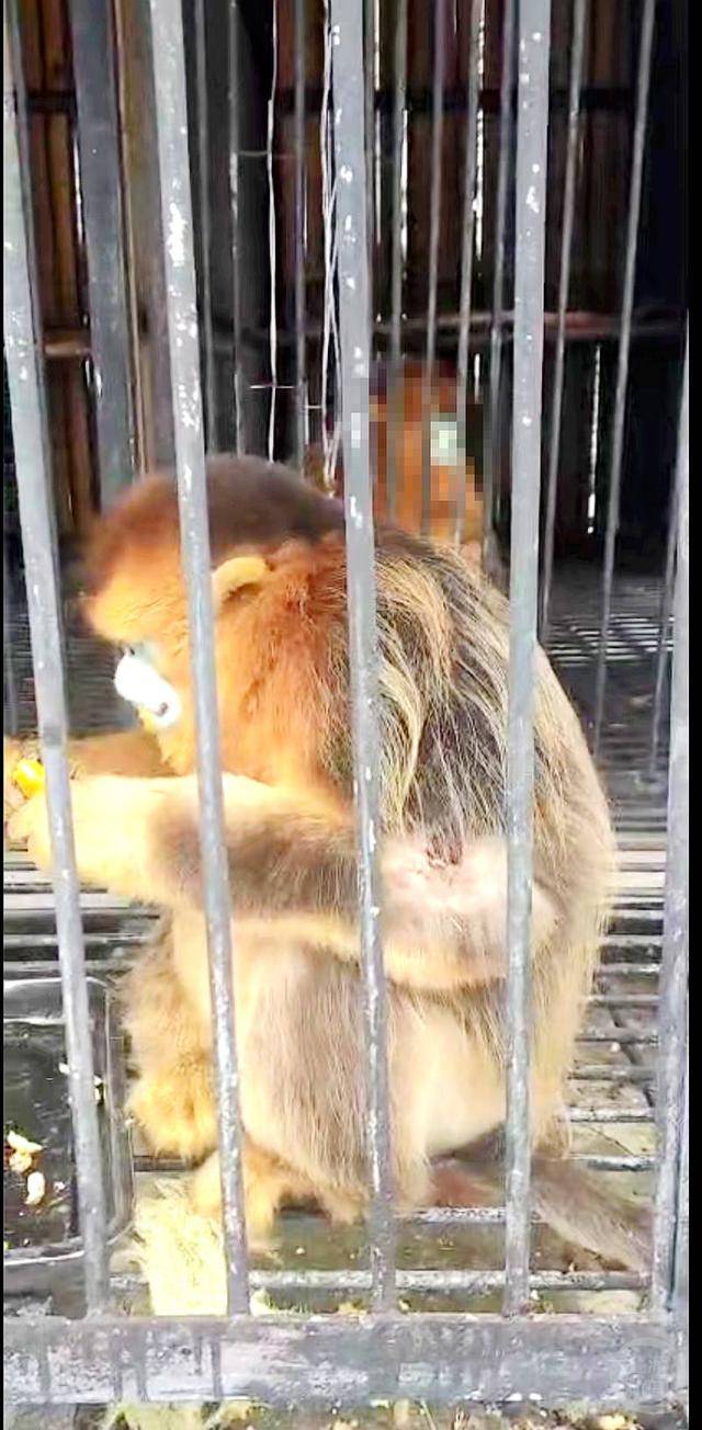 神农架受伤金丝猴蹲路边向人类求助?救护站:已救治,基本恢复健康