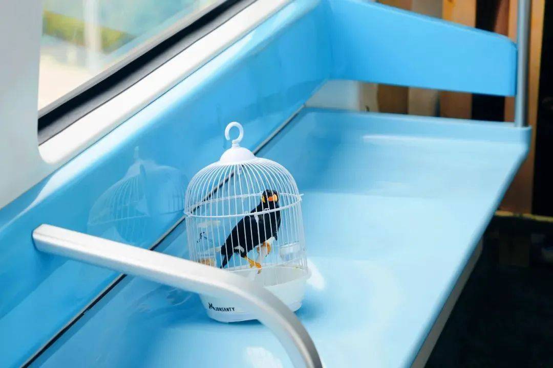 外交部转发！武汉空轨上有羊驼