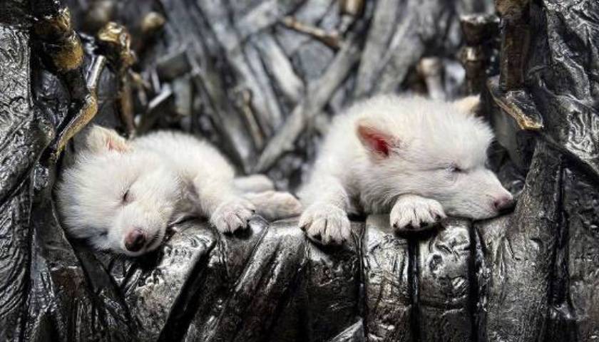 《权力的游戏》中的冰原狼被这家公司复活，马斯克发帖关注