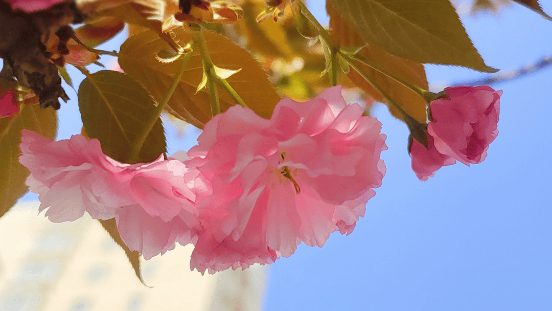 本周弱冷空气接力 气温起伏波荡 （2025-4-15）