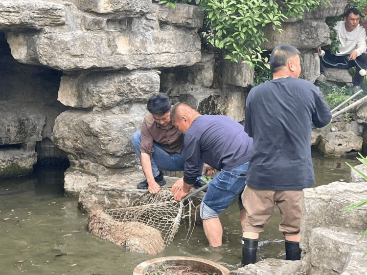 江苏扬州出逃卡皮巴拉“抓捕”视频曝光 最后一只在园区沼泽地