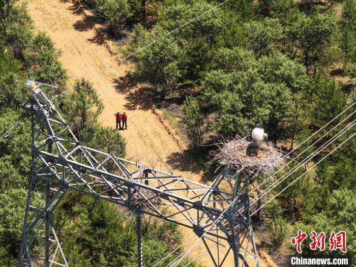山西大同：“鸟中国宝”铁塔筑巢繁殖 电力人员守护“空中来客”