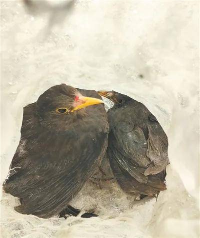 陕西省委书记发声：重拳出击、高压震慑