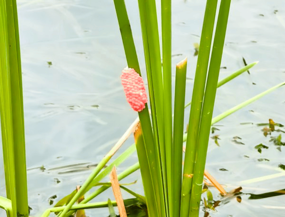 别吃，寄生虫多达上千条！武汉公园连夜清出130多斤