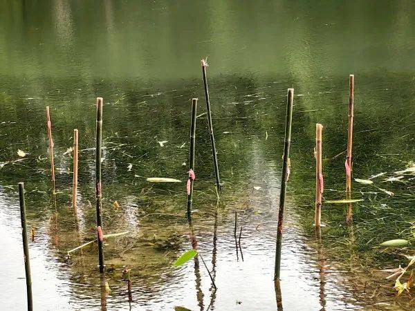 别吃，寄生虫多达上千条！武汉公园连夜清出130多斤