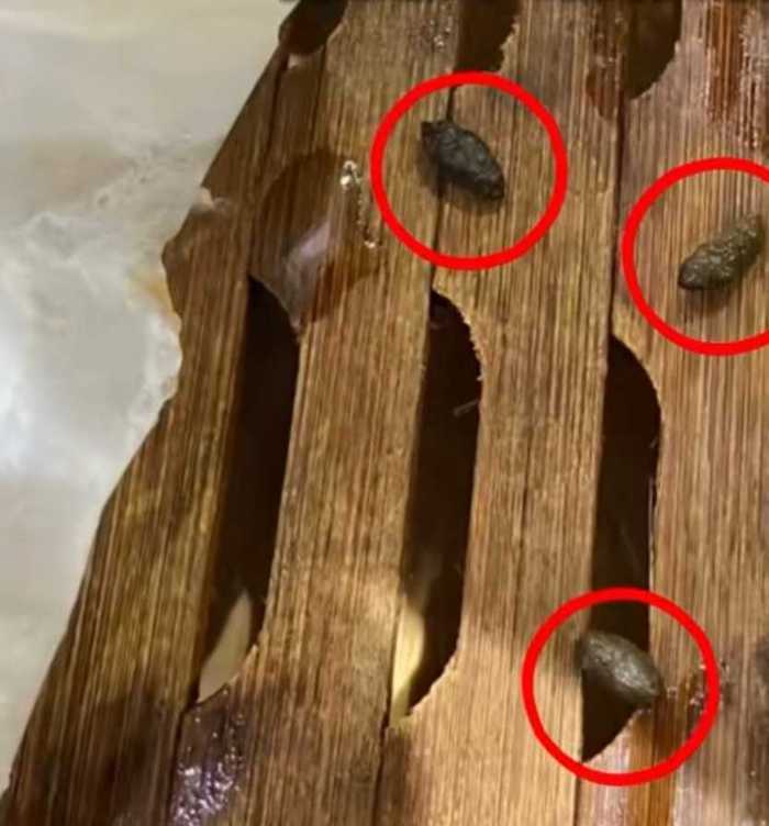 小笼包蒸笼疑现老鼠屎，百年老店知味观深夜致歉