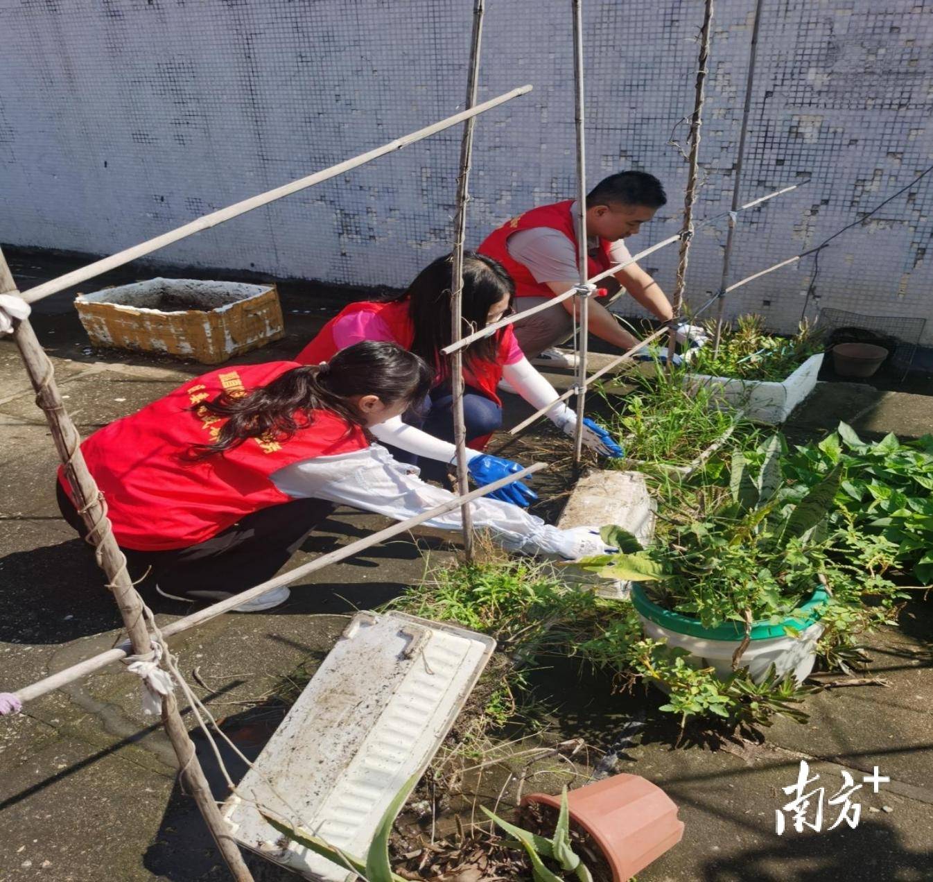 顺德超3300名党员干部下沉一线，党群联动打响蚊媒防控歼灭战