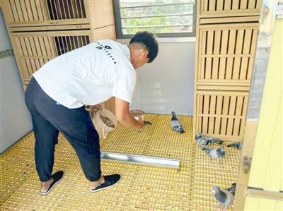 鸽子在飞翔 我心在澎湃 天津3206羽和平鸽在天安门广场振翅高飞