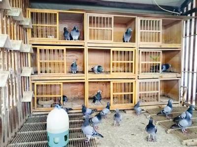 鸽子在飞翔 我心在澎湃 天津3206羽和平鸽在天安门广场振翅高飞