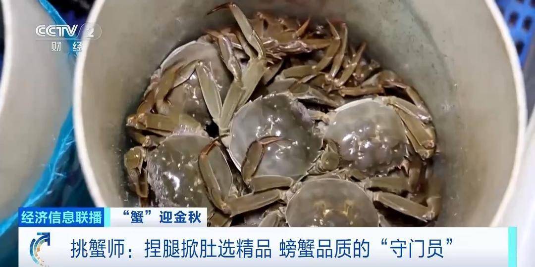 平均月收入约2万元！30年工作经验“金牌挑蟹师”如何选螃蟹？