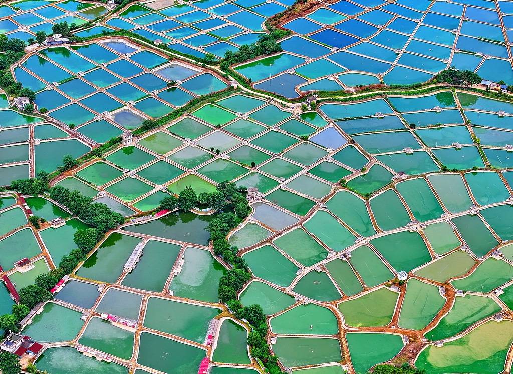 农妇荒塘内开挖养鱼被控罪，免于刑事处罚也很冤