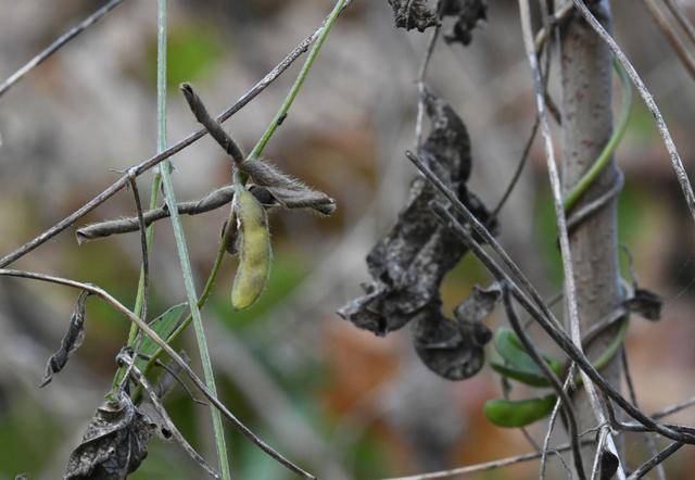 青岛再添野生大豆踪迹！南辛安河公园现群落生长，专家提醒“价值珍贵需保护”
