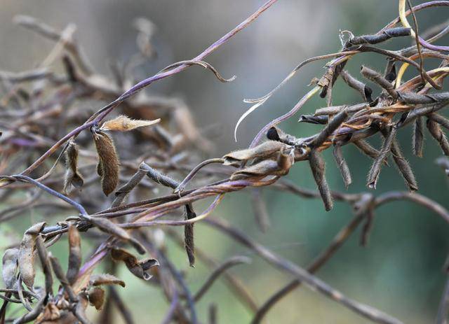 青岛再添野生大豆踪迹！南辛安河公园现群落生长，专家提醒“价值珍贵需保护”