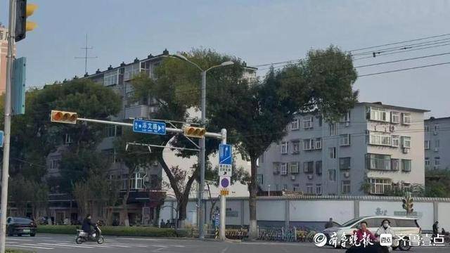 济南街头“恐龙树”走红，园林部门：形态天成，或随天气而变